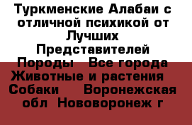 Туркменские Алабаи с отличной психикой от Лучших Представителей Породы - Все города Животные и растения » Собаки   . Воронежская обл.,Нововоронеж г.